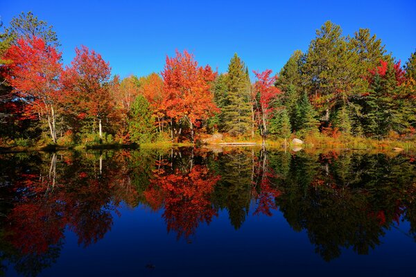 A large pond in the forest on the shore of which there are many trees with colorful foliage