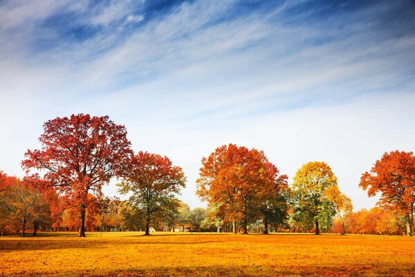 Parque de otoño con follaje dorado