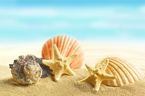 Starfish and seashells on the sandy beach of the ocean