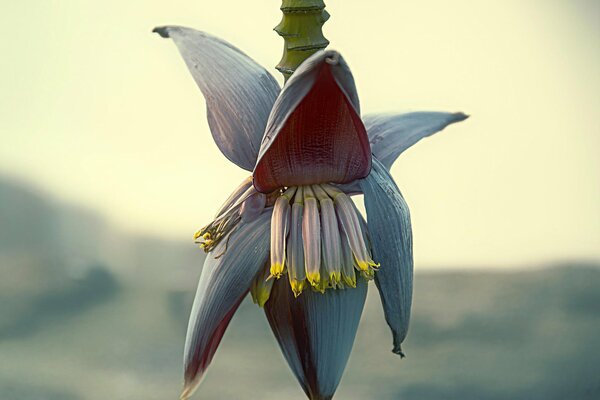 Fleur de banane macro tir