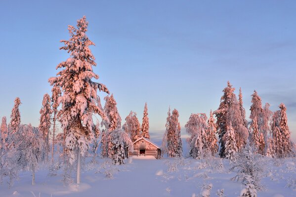 Sun glare on snow trees