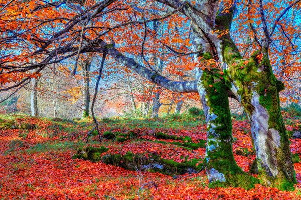 Цветочная поляна в лесу с деревьями осенью