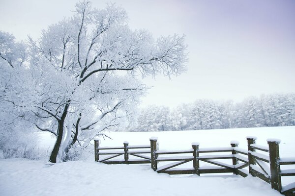 Winterlandschaft von Zaun und Baum