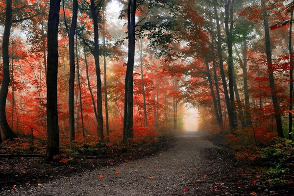 Forest path between red trees