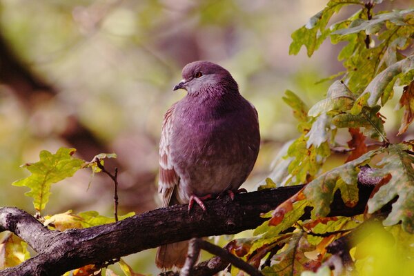 Image d un oiseau sur une branche