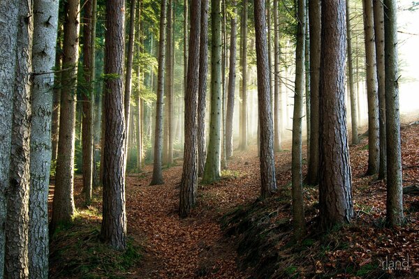 Schöner Wald mit außergewöhnlicher Schönheit von Bäumen