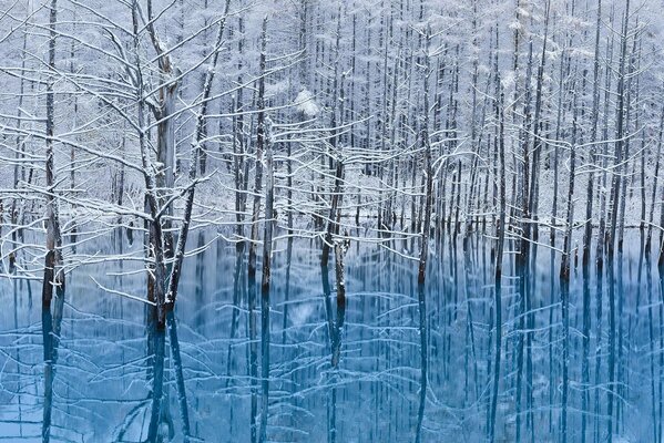 Winter Reflexion der Bäume im Schnee im Wasser Japan