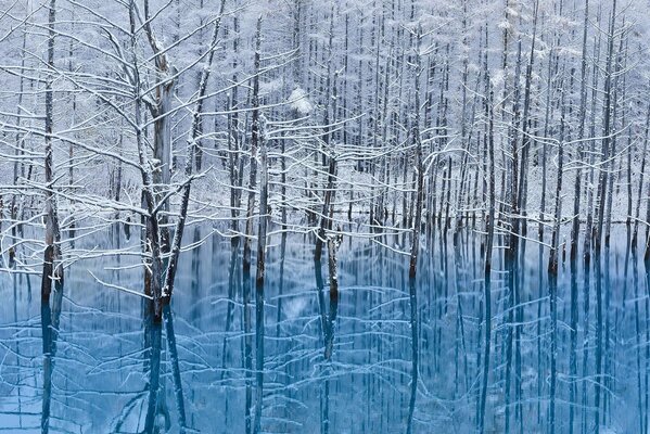 Inverno riflessione di alberi nella neve in acqua Giappone