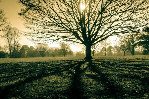 A stately tree in a field on a sunny day