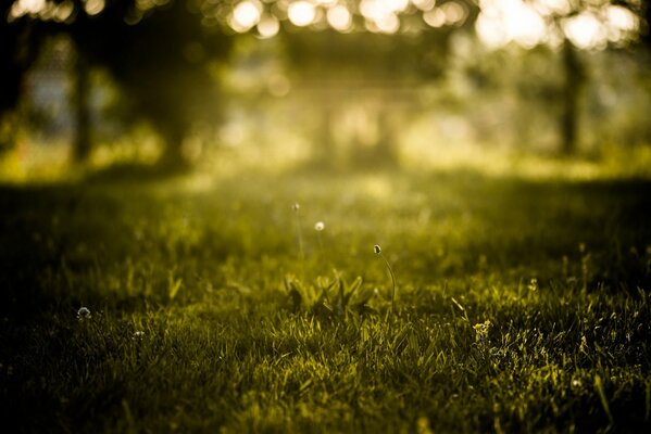 Natur Sommer Gras grün