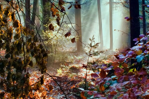 La bellezza di Oxa in autunno è semplice