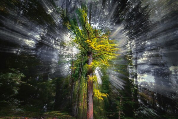 Árbol en rayos mágicos