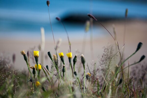 Zarte Drop-down-gelbe Blumen auf dem Feld