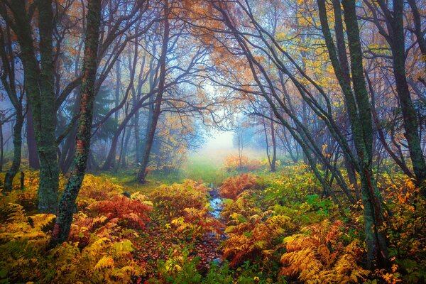 Autumn forest. Fog in the forest. Nature