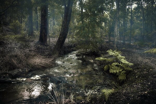 Paysage forestier par temps brumeux