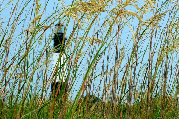 A black and white lighthouse behind a wall of grass