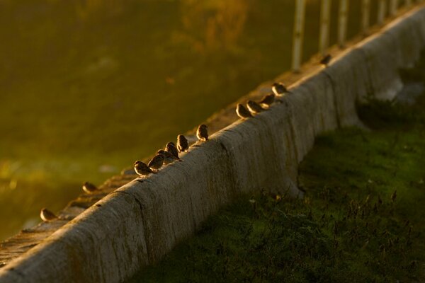 Moineaux au coucher du soleil