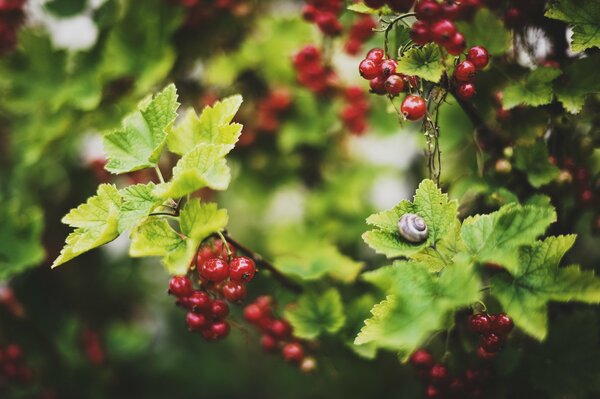 Rote Johannisbeere und Schnecke auf einem Blatt