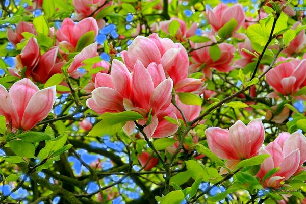 Magnolia rosa a principios de primavera