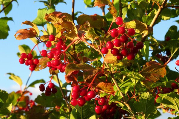 Red viburnum berries in autumn