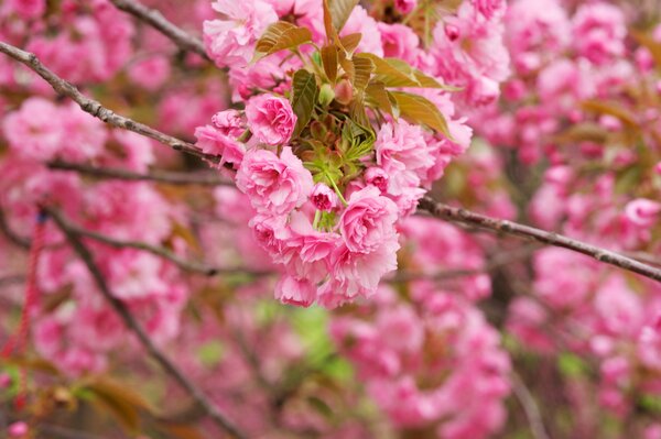 Spring blooming sakura with delicate pink flowers