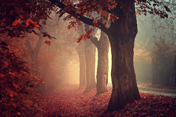 Herbstlicher purpurroter Wald entlang der Straße