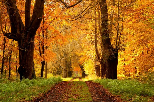 Sendero de otoño en el parque