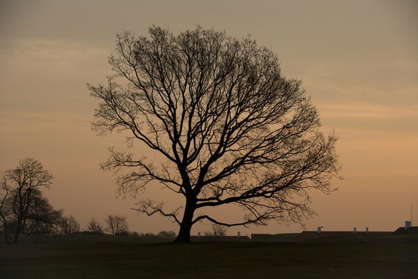 Árbol con una exuberante corona en el fondo de la mañana