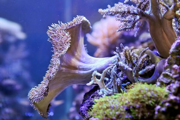 Corals in our aquarium