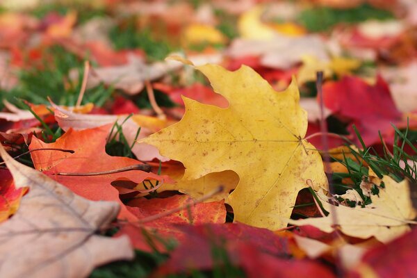 Herbstlicher Rasen in buntem Laub