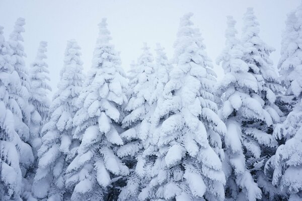 Photo of a winter snow-covered forest