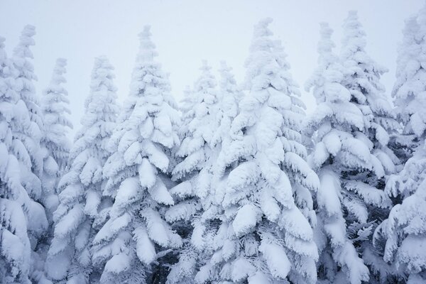 Foto del bosque cubierto de nieve de invierno