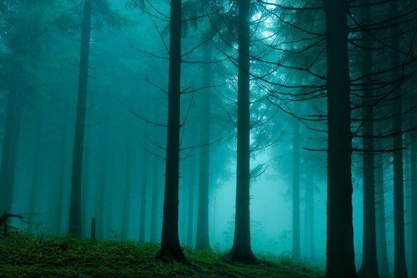 Naturalna niebieska zasłona syberyjskiego lasu