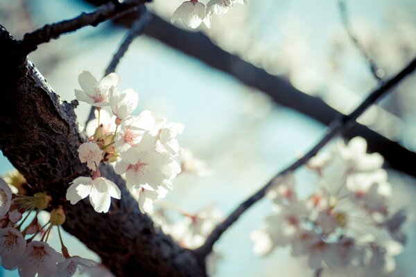 Primavera, flores florecen en ramitas