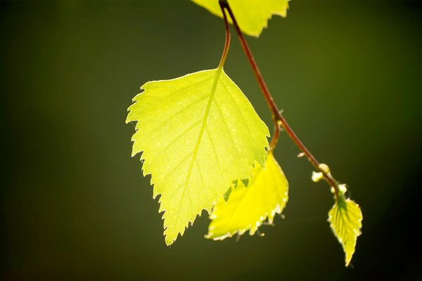 Macro de feuille de bouleau jaune