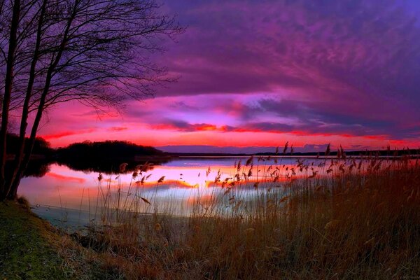 Lilac sunset over a forest lake