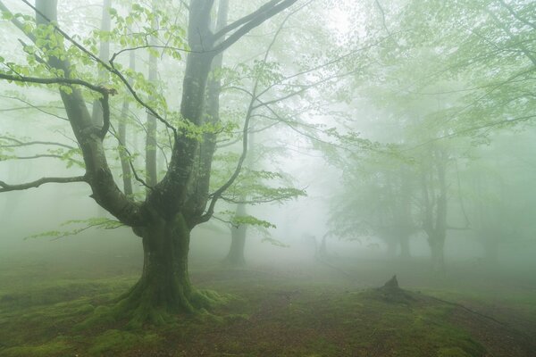 Niebla en el bosque en verano