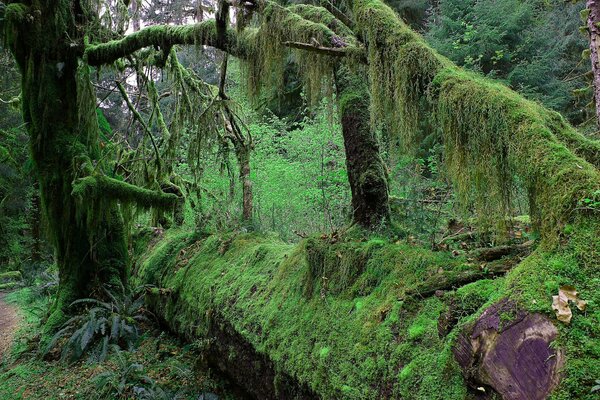 Fotografía de un bosque cubierto. En la selva