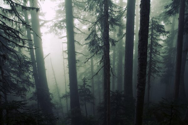 Bosque oscuro sombrío en la niebla