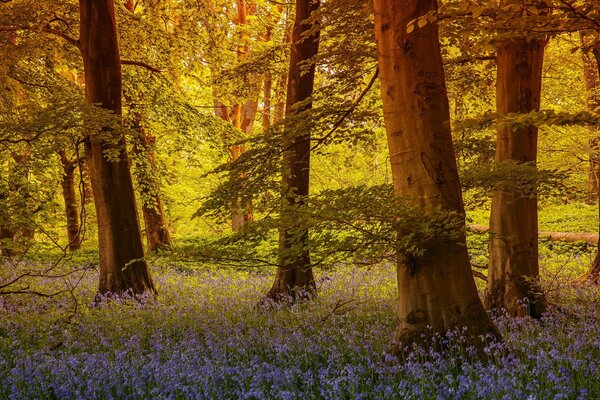 Fabelhaft schön im Sommer im Wald