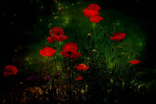 Poppy field in an unusual texture