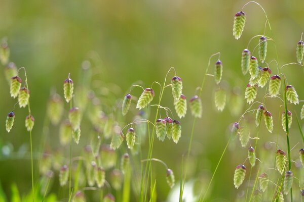 Macro snapshot of nature. Fluffy grass in the field