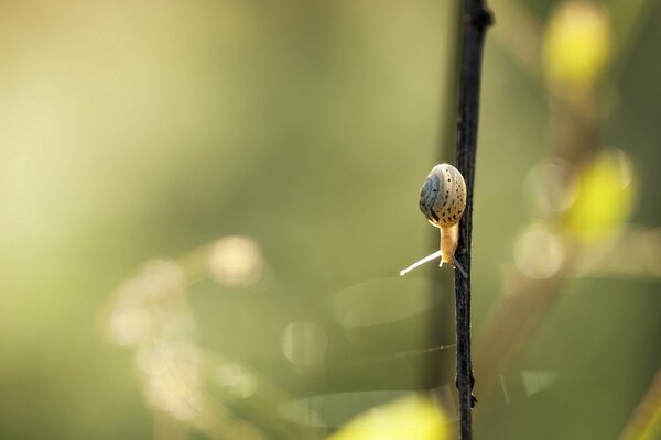 Escargot ramper sur une branche