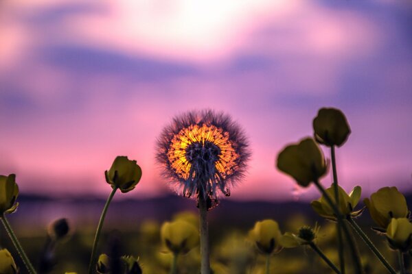 Letnits paesaggio dente di leone al tramonto