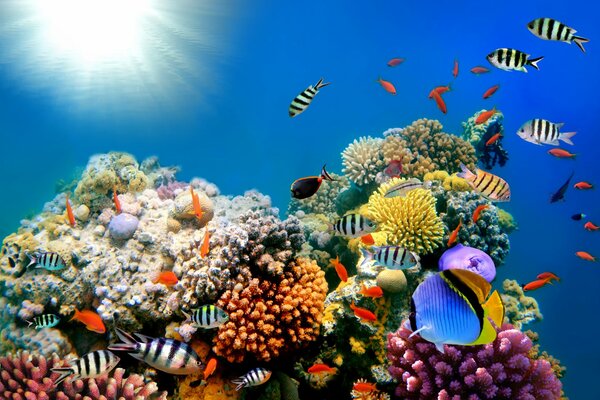 Coral reef with colorful fish 