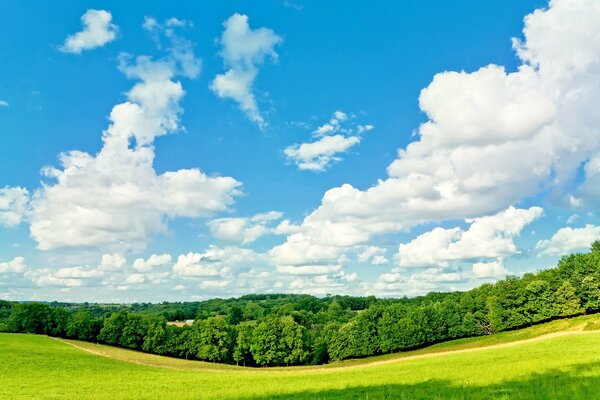 Blauer Himmel des Waldes an einem sonnigen Tag