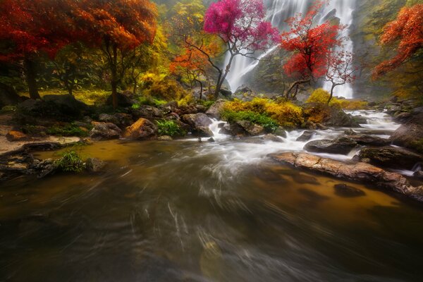 Cascata con un fiume accanto al quale ci sono bellissimi alberi nella foresta