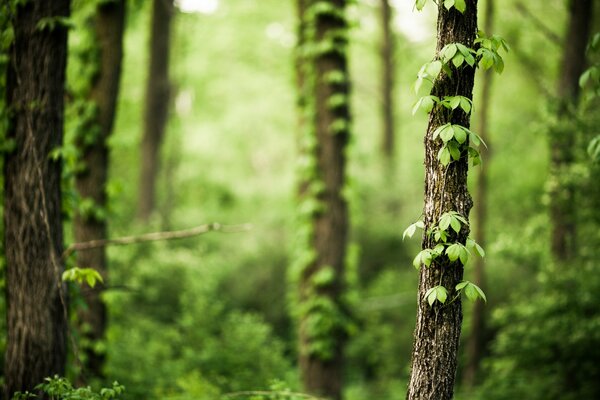 Forêt arbres nature lierre