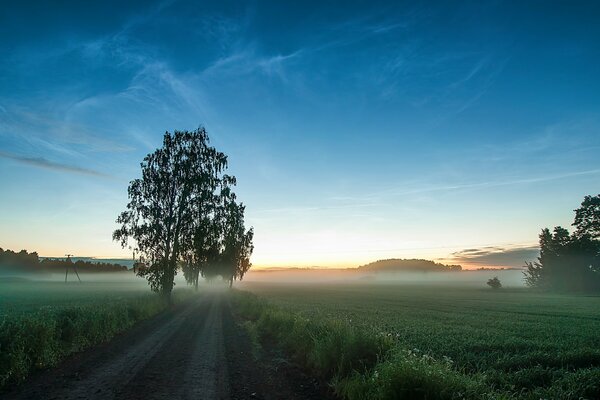 Tapete Feld mit Bäumen in der Nähe der Straße