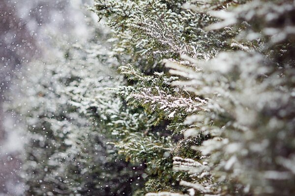 Gefrorene Schneeflocken auf Tannenzweigen